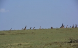 giraffes_NG2014_widest