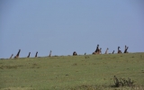 giraffes_NG2014_wide
