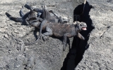 Iguana_open_mouth_crop